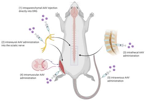 Image result for Intrathecal Injection Mouse