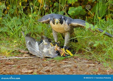 Predators Of Peregrine Falcon
