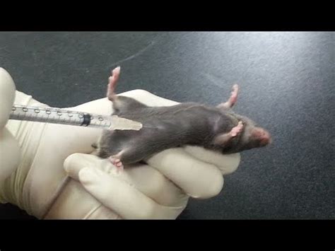 Image result for Intraperitoneal Inoculation Mouse