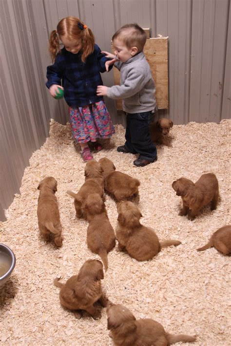 Patsy's Lovely Puppies Enjoy Playtime - Windy Knoll Golden Retrievers