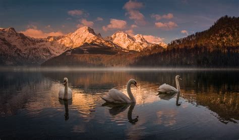 Download wallpaper mountains, lake, Austria, swans, Almsee, section ...