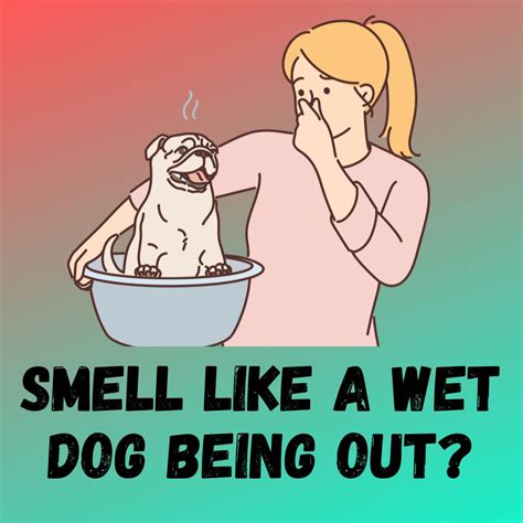 Why Does My Washing Smell Of Wet Dog at Wade Arnold blog