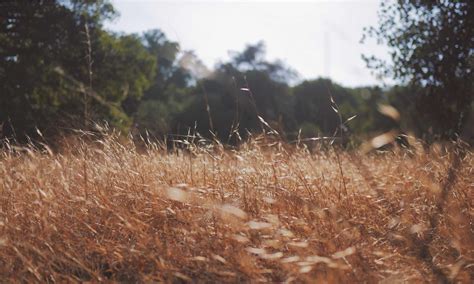 Object-Oriented Software Development 的图像结果