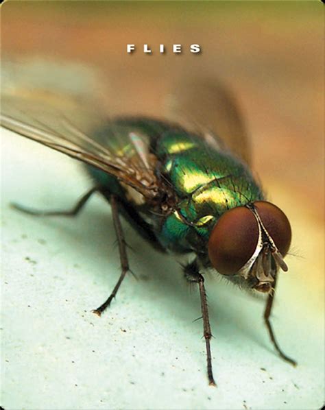 Flies Book by Sophie Lockwood | Epic