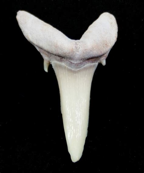Carcharias (Extinct Sand Tiger) Shark Tooth - Eocene For Sale (#3423 ...