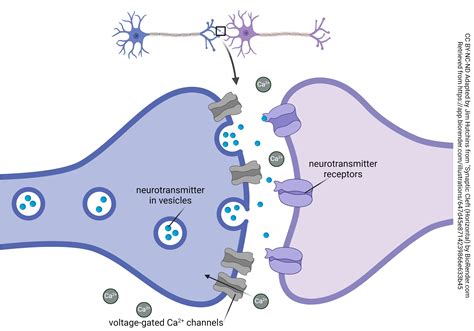 The Synapse – Integrated Human Anatomy and Physiology Part 2 (NOT UPDATED)