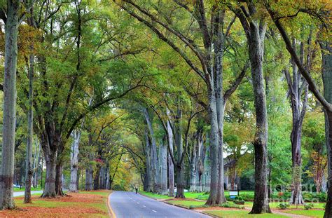Willow Oak Trees Photograph by Jill Lang - Fine Art America