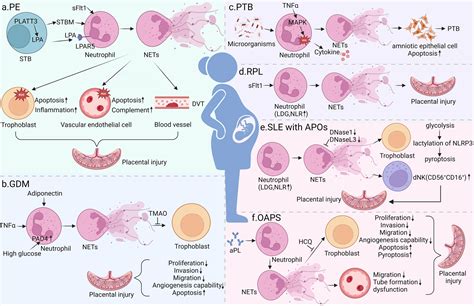 Frontiers | Neutrophil extracellular traps in pregnancy complications