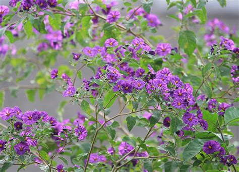 Potato Bush Purple Flowers Free Stock Photo - Public Domain Pictures