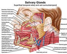 Image result for salivary glands