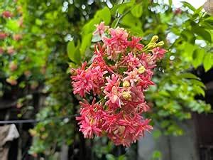 Greenery Nursery® Madhumalti New Double Petals Rangoon Combretum ...