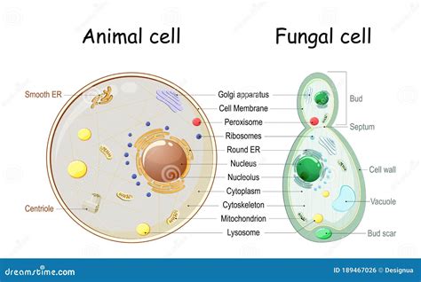 Fungal Hyphae Cells Vector Illustration | CartoonDealer.com #130640756
