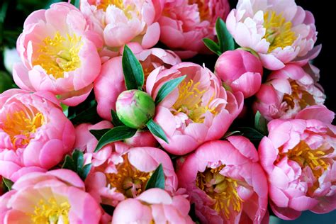 Facts About Flowers: Peony Edition | Growing peonies, Peony wallpaper ...