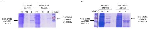 Biochemical and Temperature-Related Expression and Solubility of Domain ...