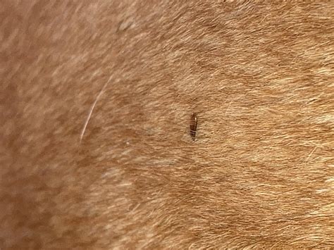 Lice In Dogs Treatment at Crystal Frasher blog