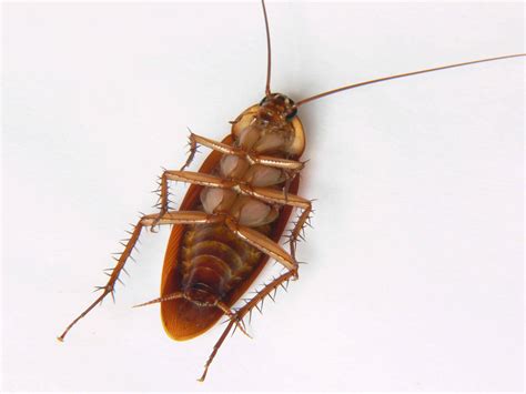 Cockroach legs could hold key to better aircraft design