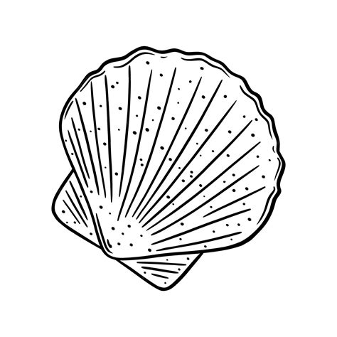 Scallop Shell Drawing 的图像结果