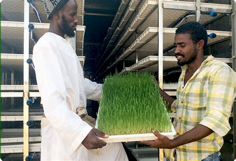 Image result for Fodder Container Boxes