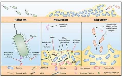 Image result for Mechanism of Microbial Pathogenicity