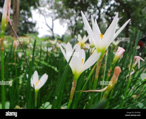 Quezon City, Philippines. 2 September, 2014. Different endemic orchids seen in the Philippines ...