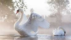 White Swan Bird Backgrounds by Swans Wallpapers Wallpaper Cave White Swan Bird Backgrounds