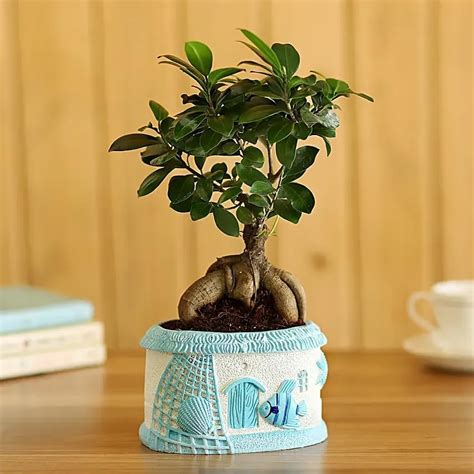 FNP Ficus Bonsai in Sea House Planter – Artistic Plant Gift for Your ...