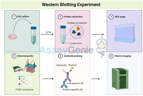 Guide to Western Blot Sample Preparation - Assay Genie