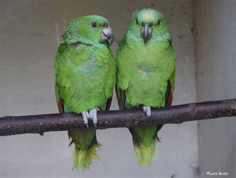 Amazona auropalliata – Yellow-naped Amazon – Encyclopedia of Parrots