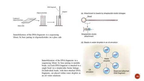 DNA Sequencing Methods 的图像结果