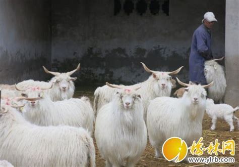 榆阳区陕北白绒山羊种羊繁育基地的“科技羊” _新浪榆林