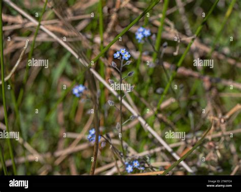 Wildflower the Field Forget-me-not (Myosotis arvensis). A small blue ...