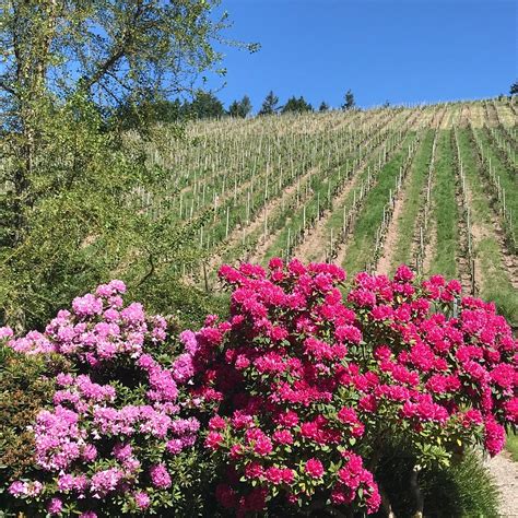 WEINGUT KARTHAEUSERHOF (Piesport) - Guesthouse Reviews & Photos ...