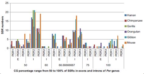 Analysis of simple sequence repeats in Period genes in mammals