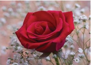 god & god's 70 cm Kitchen Tile Wall Sticker Self Adhesive Sticker Price ...