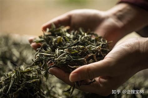 中茶湖南_中茶公司