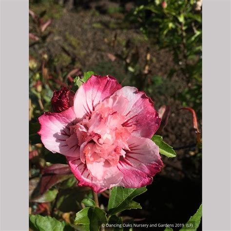 Hibiscus syriacus 'Danica', Shrub Hibiscus, Rose of Sharon – Dancing ...
