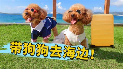 表情包 柴犬狗狗系列_迅网吧