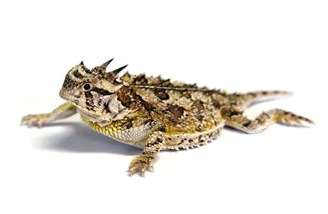 Horny Toad Lizard Facts (Phrynosoma)