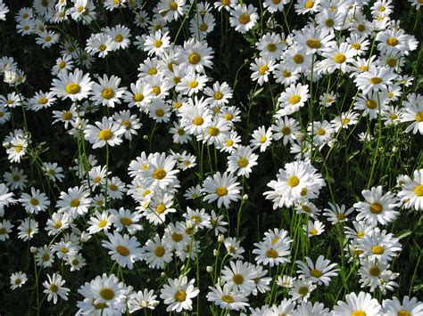 Gerbera Daisy Flowers: Tender Perennial in Many Colors