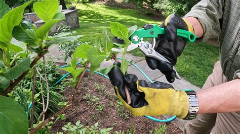 Propagating Hydrangeas 的图像结果