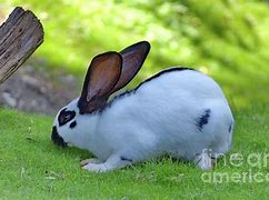 Image result for British Giant Rabbit