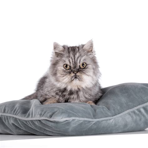 Gray Cat Spiritual Meaning Symbolism: And Significance