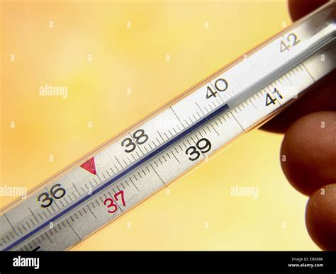 Fever thermometer indicates 40 degrees Celsius Stock Photo - Alamy