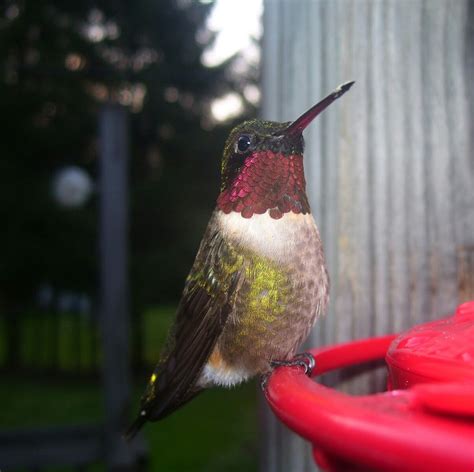 Image result for Examples of Humdinger