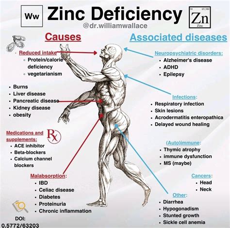 Causes Of Zinc Deficiency In Adults