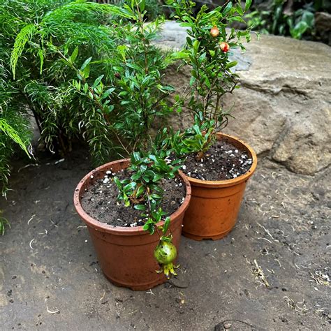 Dwarf Pomegranate Plant