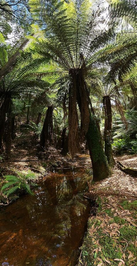 FERNDENE STATE RESERVE (2026) All You Need to Know BEFORE You Go (with ...