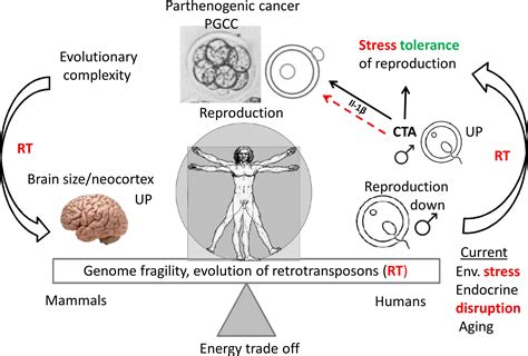 Parthenogenesis In Humans