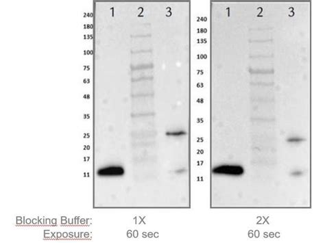 Image result for Elisa Protocol Blocking Buffer
