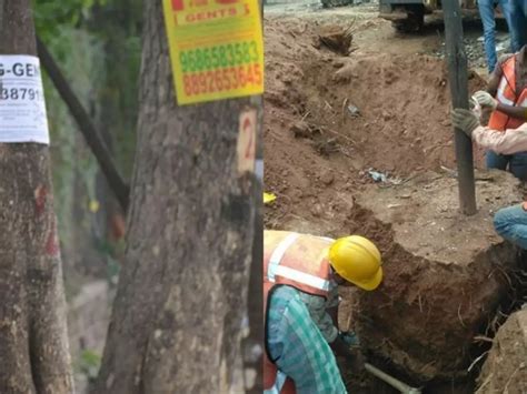 Here Is How People In Bengaluru Saved 115 Trees That Were Being Cut For ...
